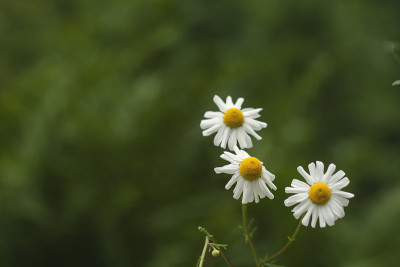 洋甘菊花卉