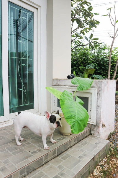 大黄和法国斗牛犬或狗和植物