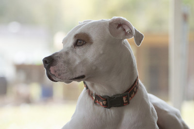 心情平静的斗牛犬