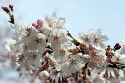 樱花群