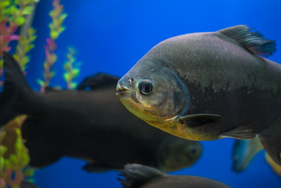 异国情调的热带珊瑚鱼环境水族馆