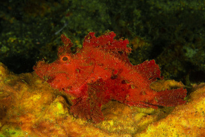 Rhinopias