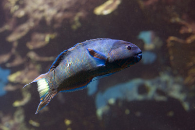 Parblue