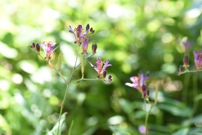 蟾蜍莉莉花。
