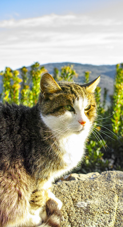 猫