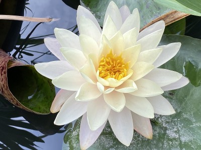 白色的莲花