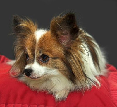 蝶耳犬在黑色背景9a