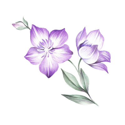 铁线莲的组成。手绘水彩插图。