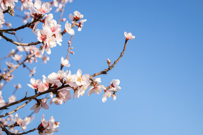 杏仁花