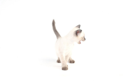 泰国，暹罗小猫在白色的背景