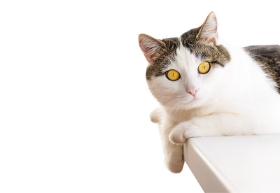 奇怪的猫