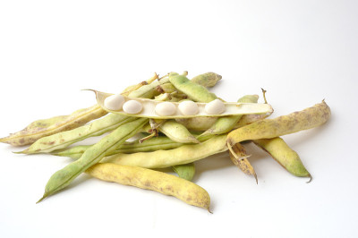 Paimpol可可豆子