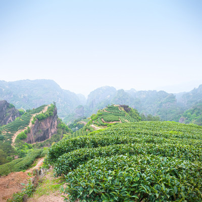 武夷山的茶园