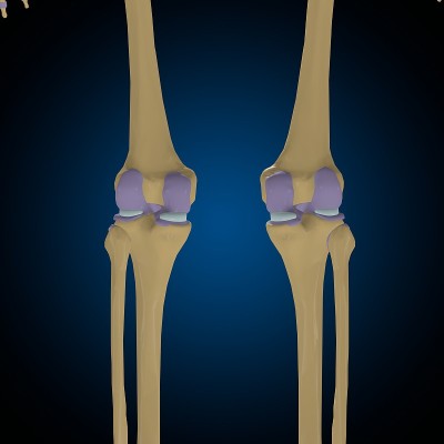 关节囊解剖的医学概念3D
