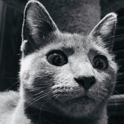 俄罗斯蓝色小猫的肖像