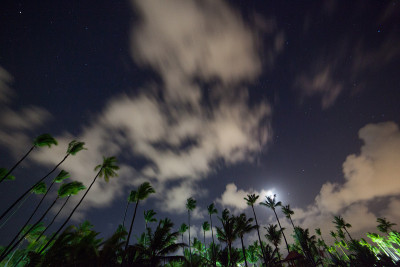美丽的夜空，星星和棕榈树