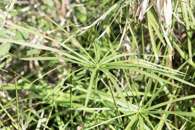 伞纸莎草(莎草)