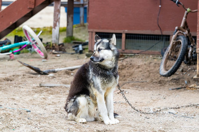 一只加拿大北极爱斯基摩犬站在加拿大努勒维特克莱德河的户外