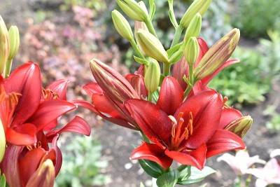 百合科拉洛的杂交花在花园里鲜艳的红色
