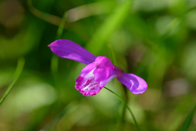Oze的高山植物(学名:Eleorchis japonica)
