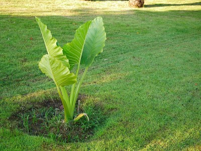 Colocasio象耳植物叶
