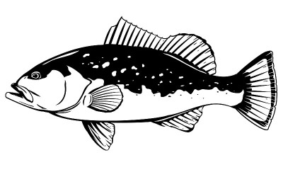 Red grouper fish illustration