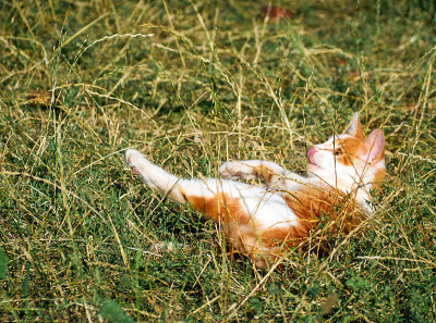 草丛里的小猫。
