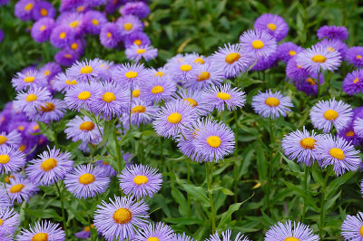 紫色aster花