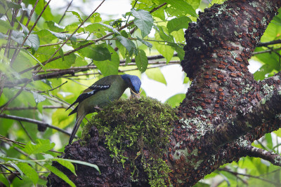 成年雌性绿可可 (Cochoa viridis)