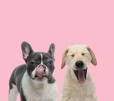 一队法国斗牛犬和拉布拉多寻回犬
