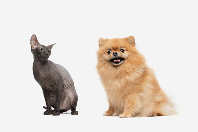 博美犬坐在孤立的背景上。