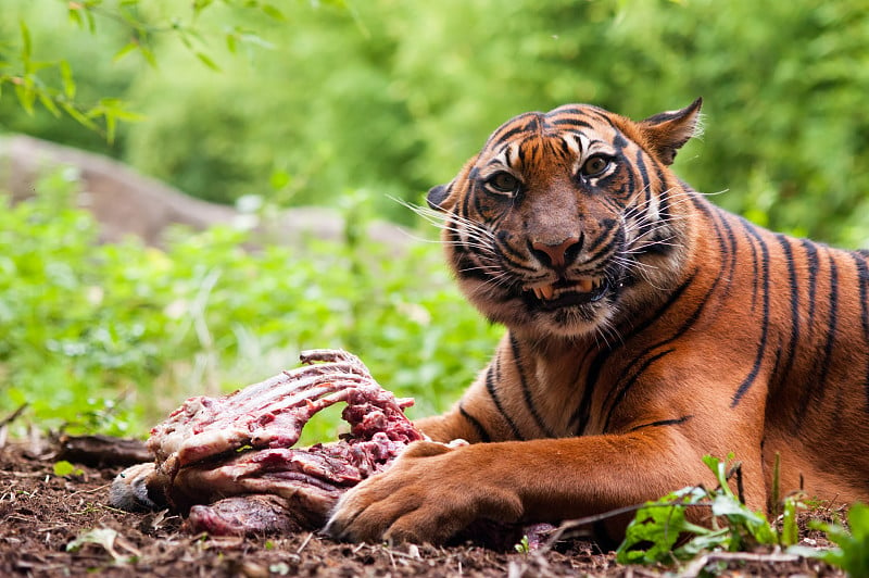 苏门答腊虎正在捕食猎物