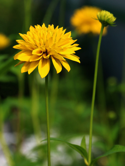 花或金球花近距离观察