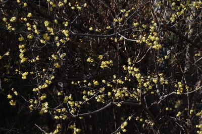 梅花(日本多香果)花