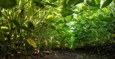 成行生长的绿大豆植株。