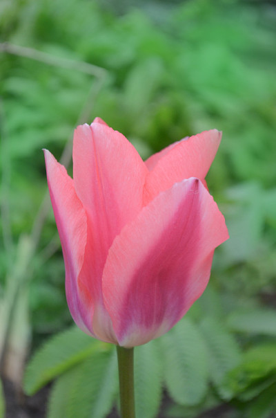 花园里的粉红色郁金香。春天盛开的鲜花