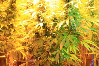 在培养箱中培养大麻花