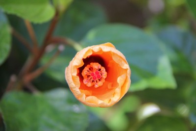 木槿味蕾