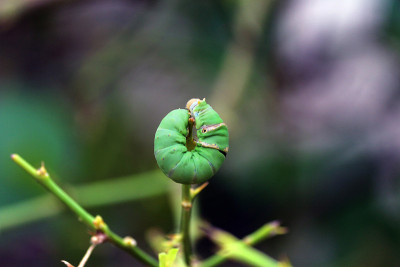昆虫和蜻蜓