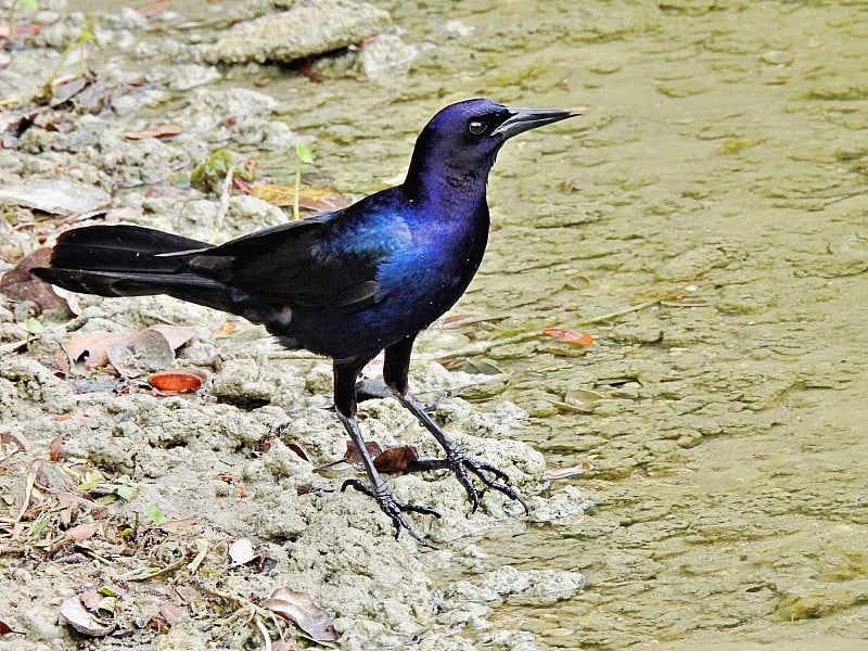 船尾白头翁(Quiscalus major) -雄站在湖边