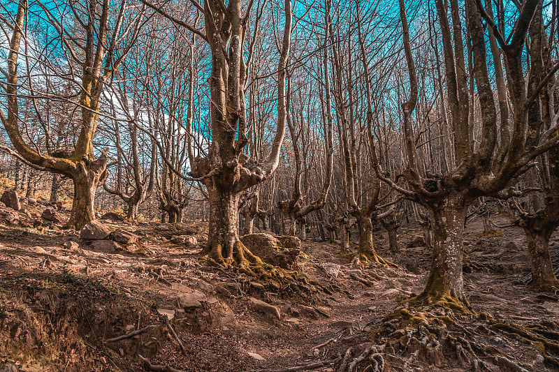 基普什科阿阿德拉山的山毛榉树。巴斯克地区