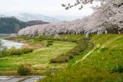 日冲绳河堤正值春季樱花盛开的雨季