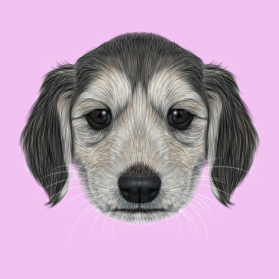 插图肖像的阿富汗猎犬小狗。