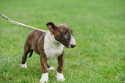 斗牛梗犬