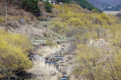 古叶山茱萸花节风景