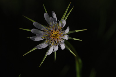 Trapogopon
