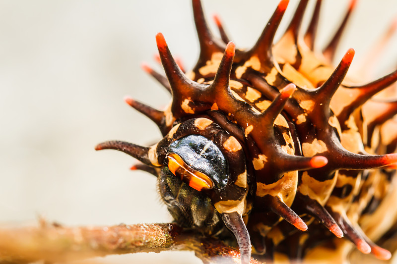 卡特彼勒黄金birdwing