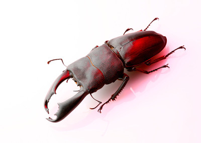 甲虫
