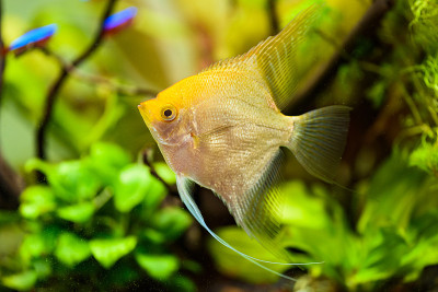 在水族箱的水中，黄神仙鱼