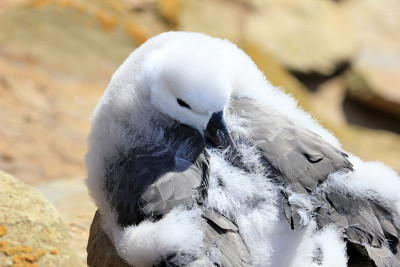 黑眉信天翁，黑鳍海雀，福克兰群岛